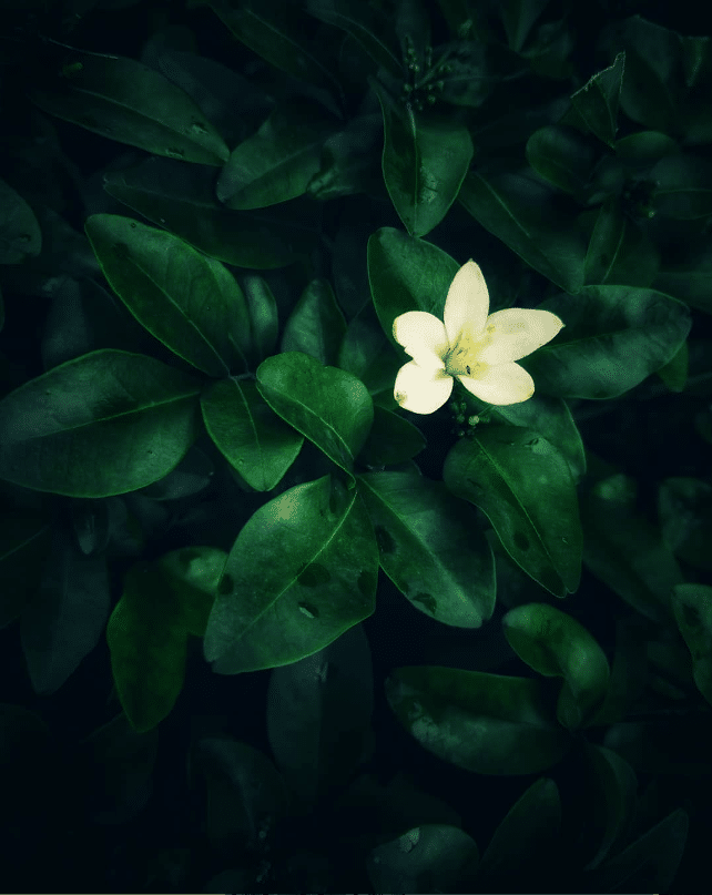 Flower with green background