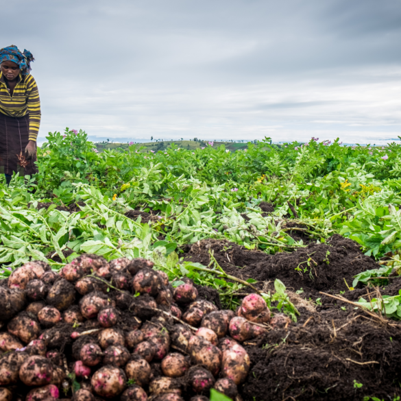 commitment commitment