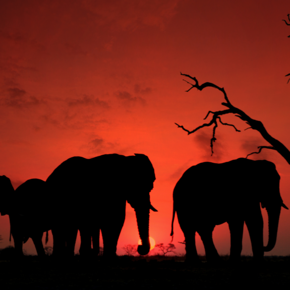 Authenticity Authenticity